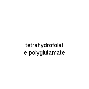 tetrahydrofolate polyglutamate